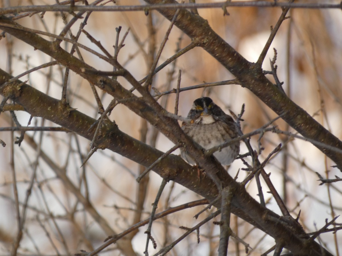 White-throated Sparrow - ML622876855