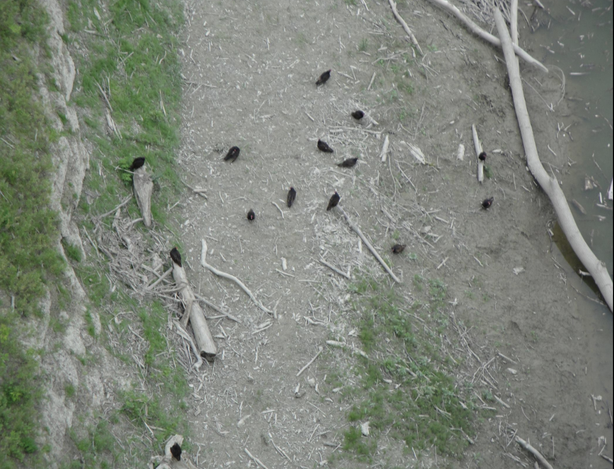 Turkey Vulture - ML622876868