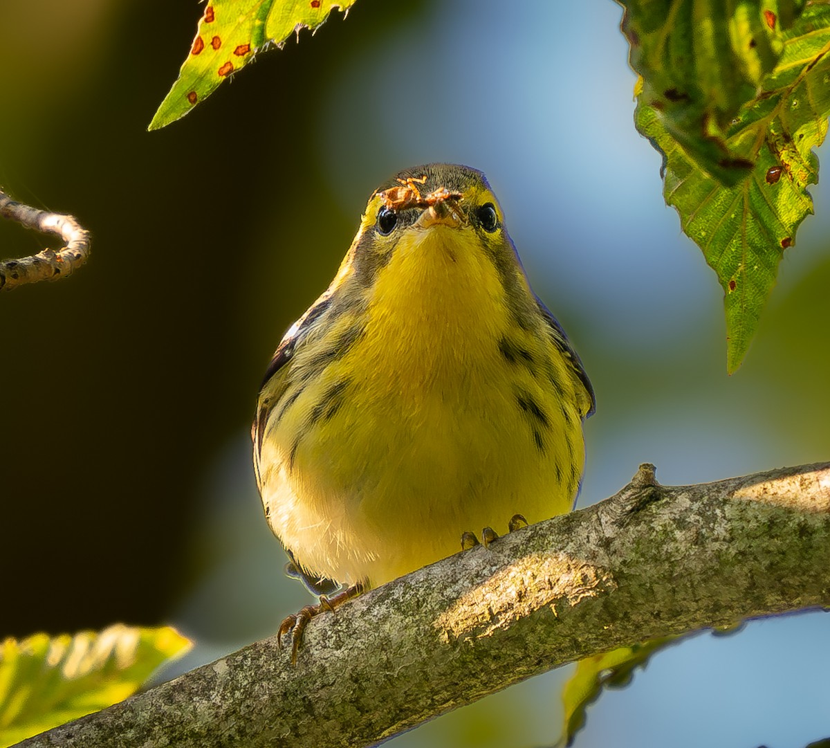 Blackburnian Warbler - David Factor