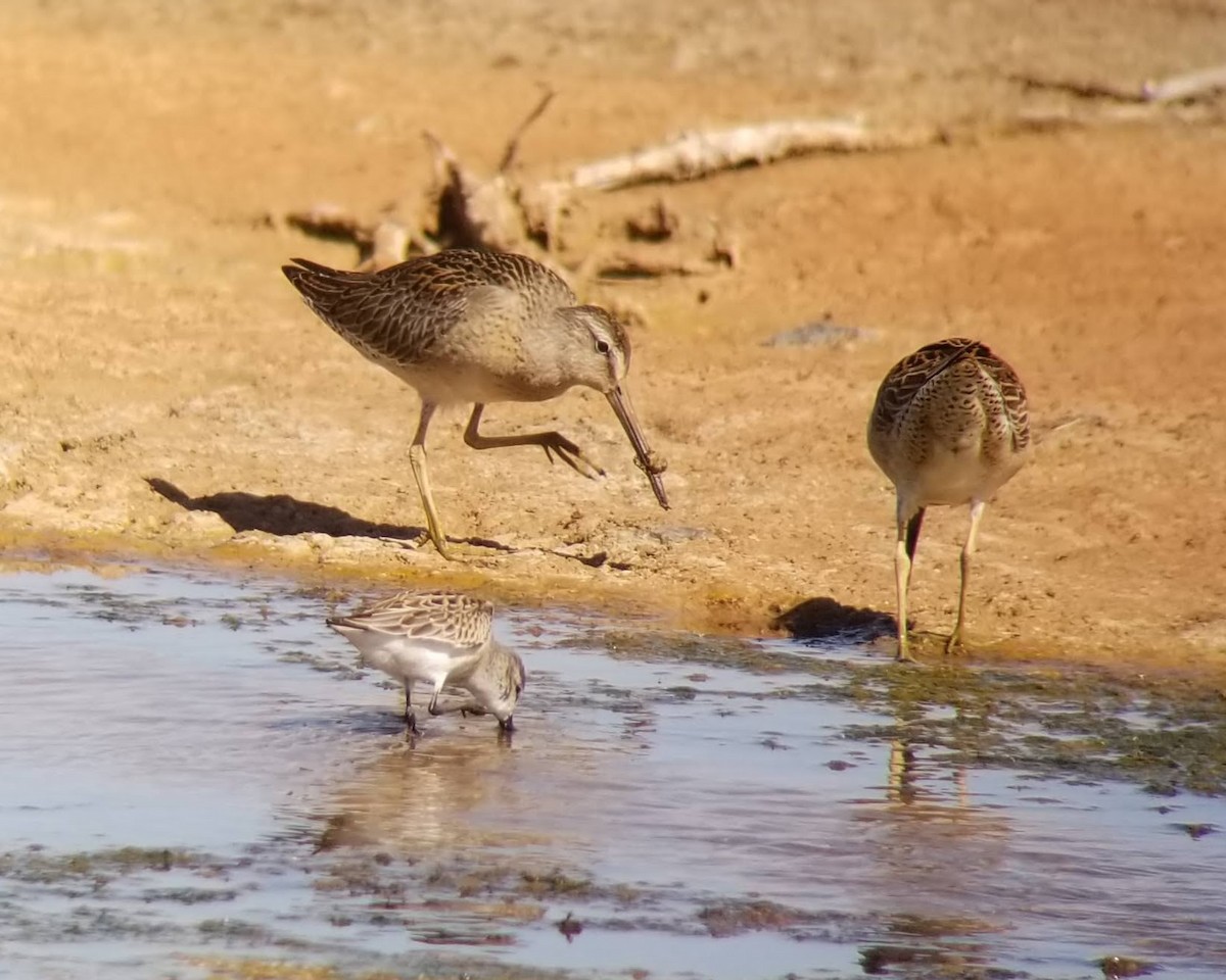 Long-billed Dowitcher - ML622876902