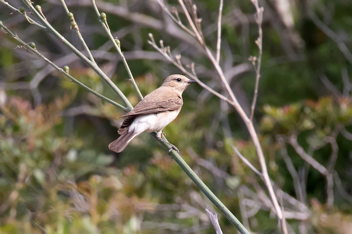 Northern Wheatear - ML622876922