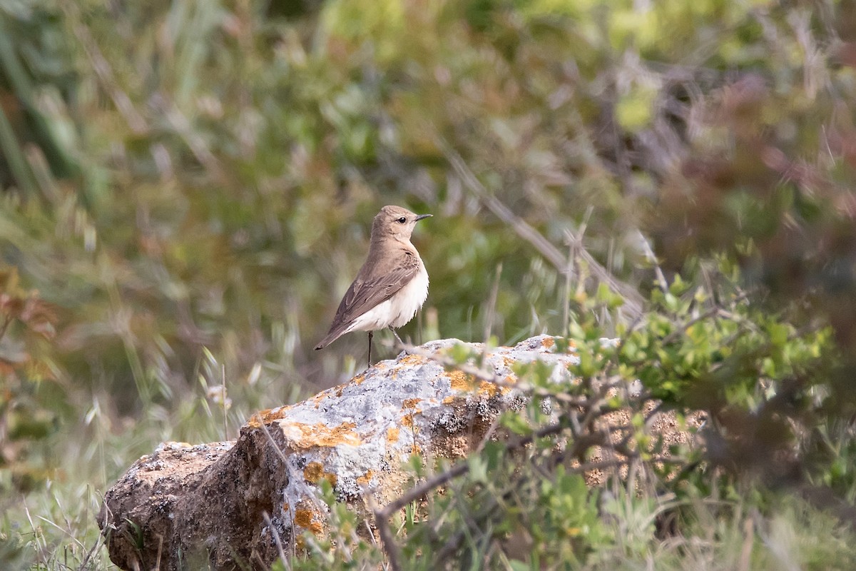 Northern Wheatear - ML622876923