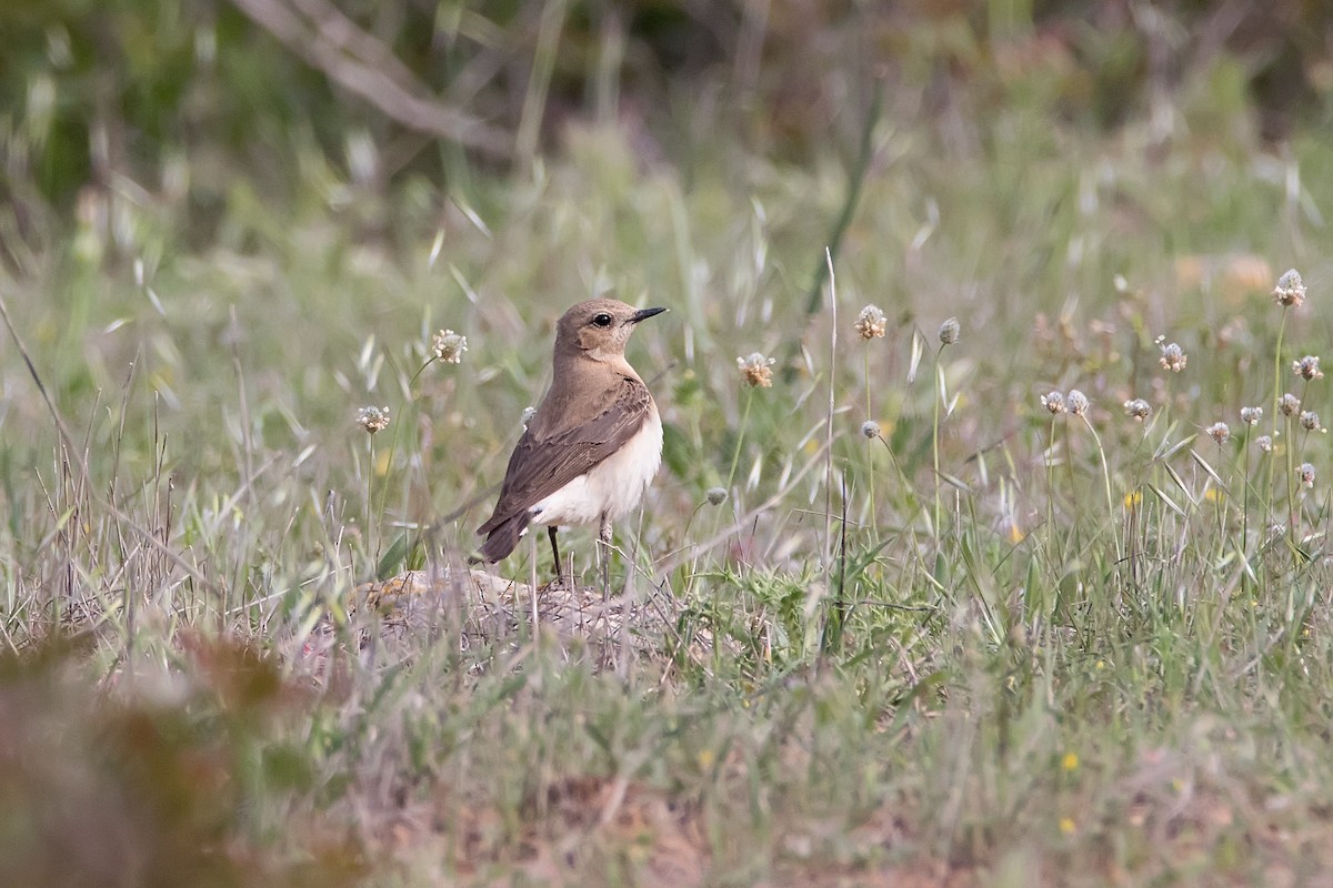 Northern Wheatear - ML622876927