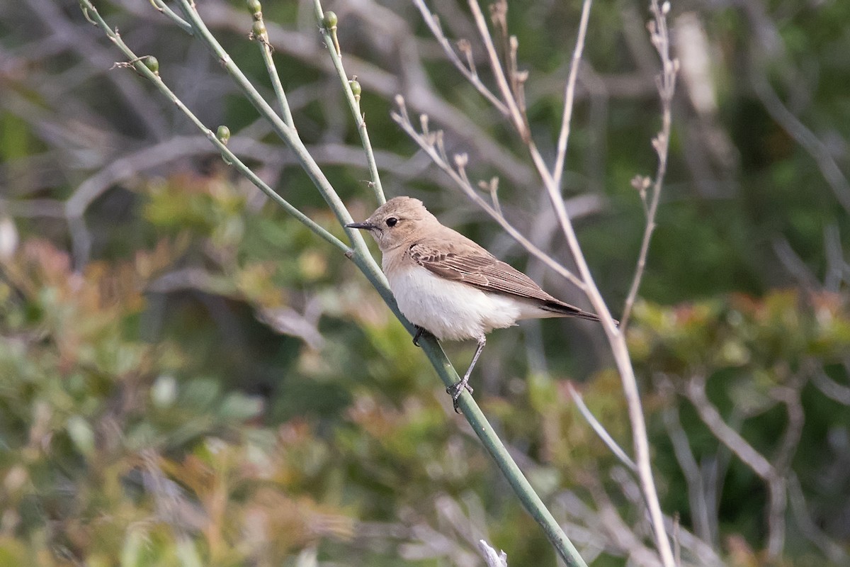 Northern Wheatear - ML622876928