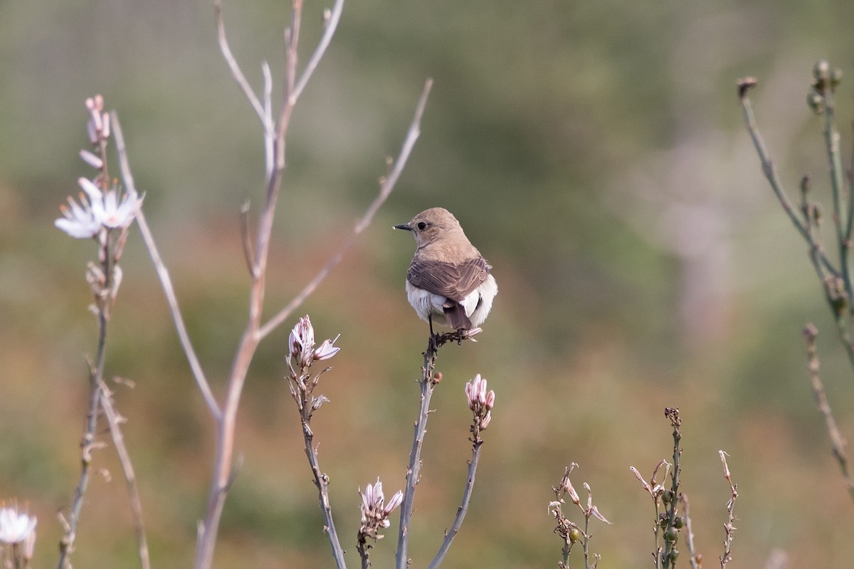 Northern Wheatear - ML622876929