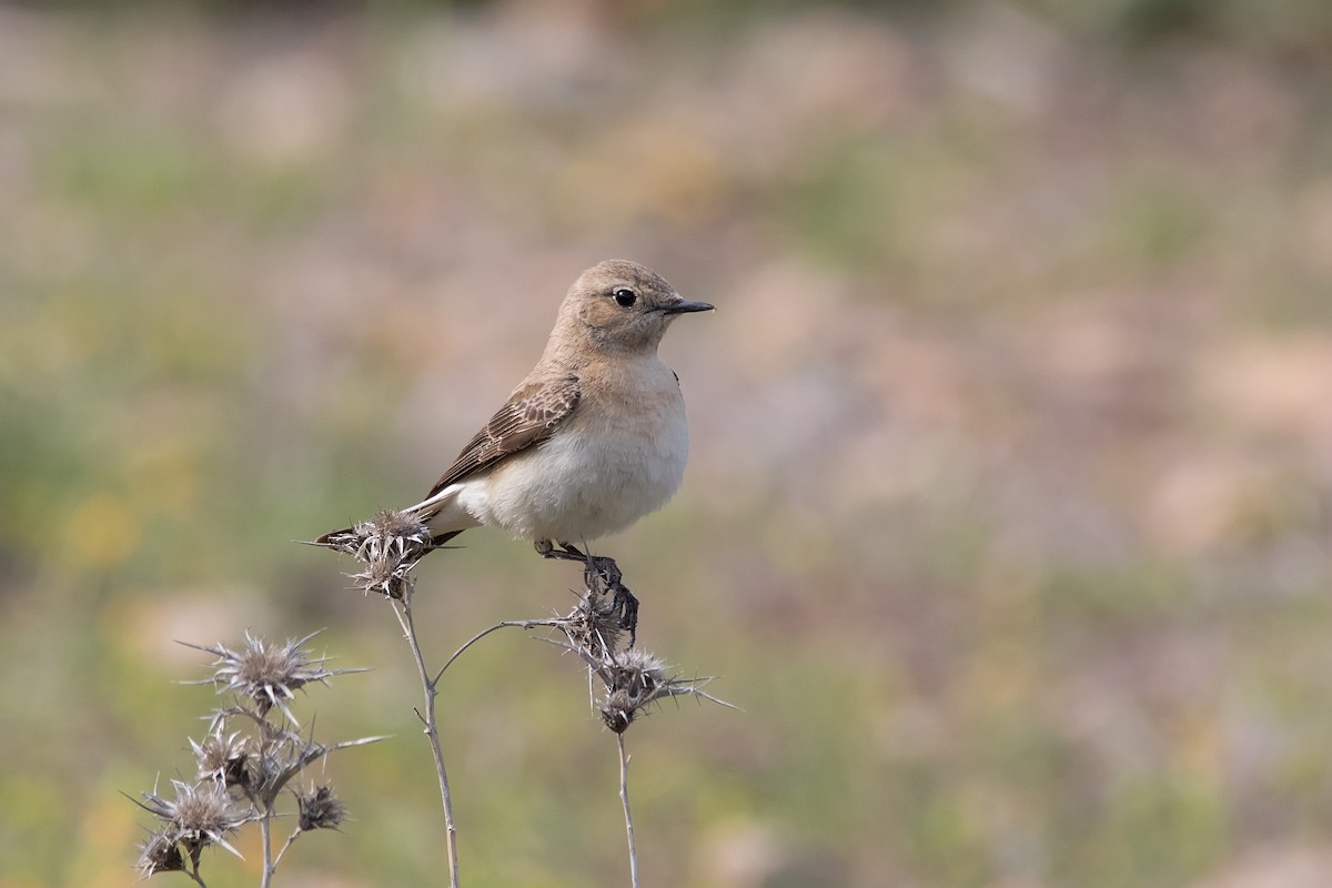 Northern Wheatear - ML622876930