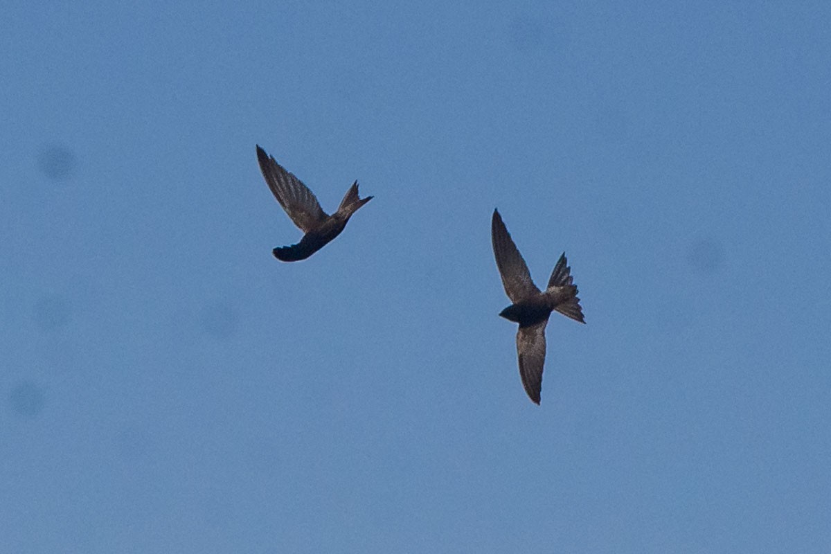Plain Swift - ML622876989