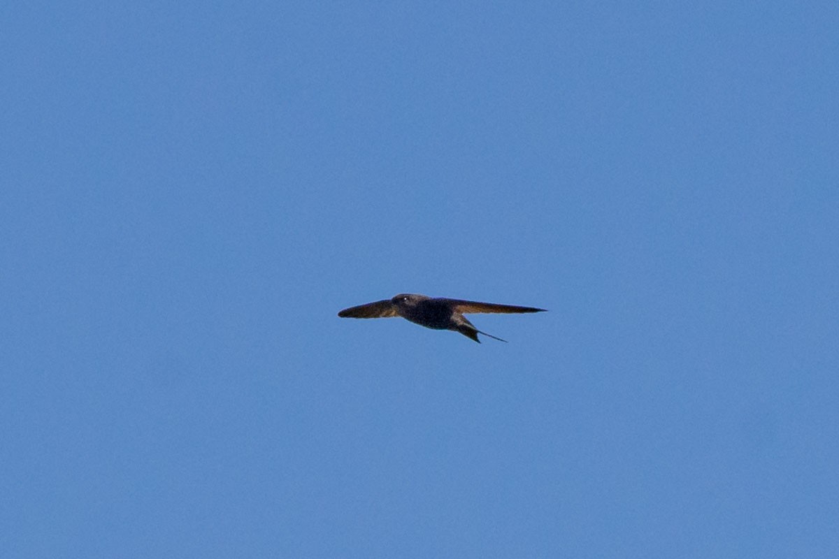 Plain Swift - ML622876991
