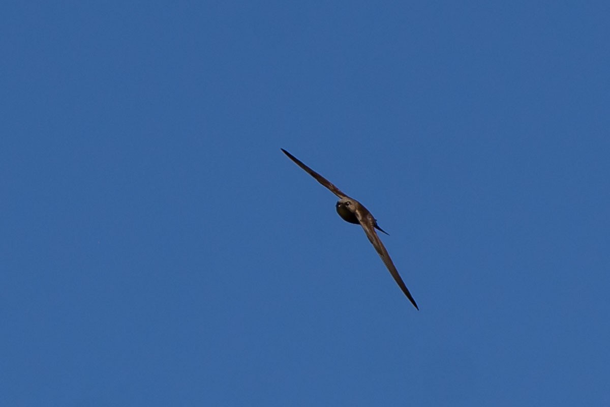 Plain Swift - ML622876993