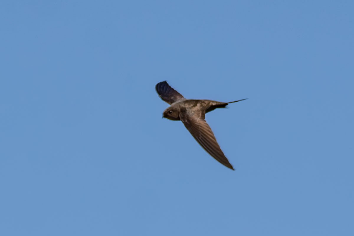 Plain Swift - ML622876994