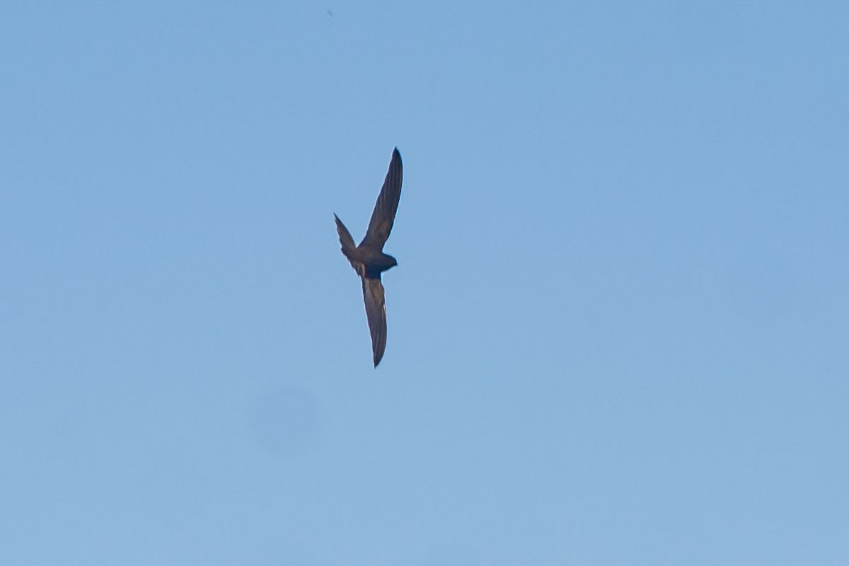 Plain Swift - ML622876995