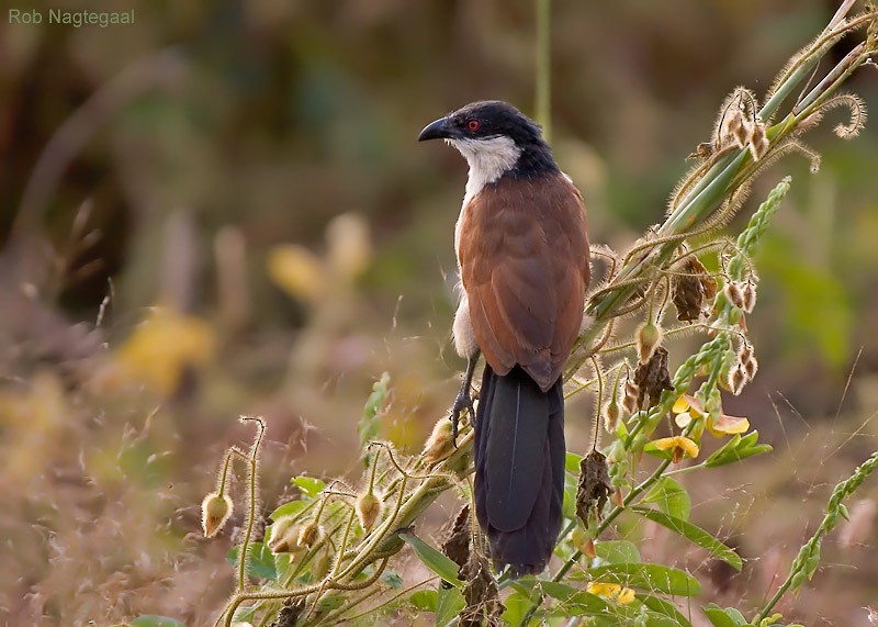 Senegal Coucal - ML622877015