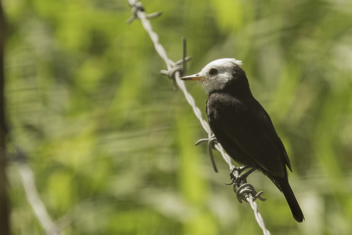 White-headed Marsh Tyrant - Jeanne Verhulst