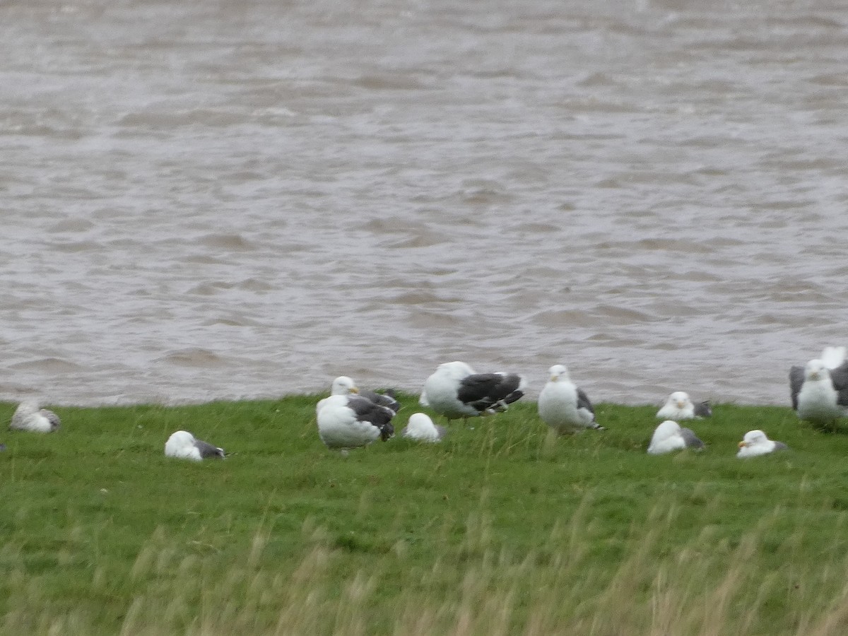 Lesser Black-backed Gull - Mike Tuer