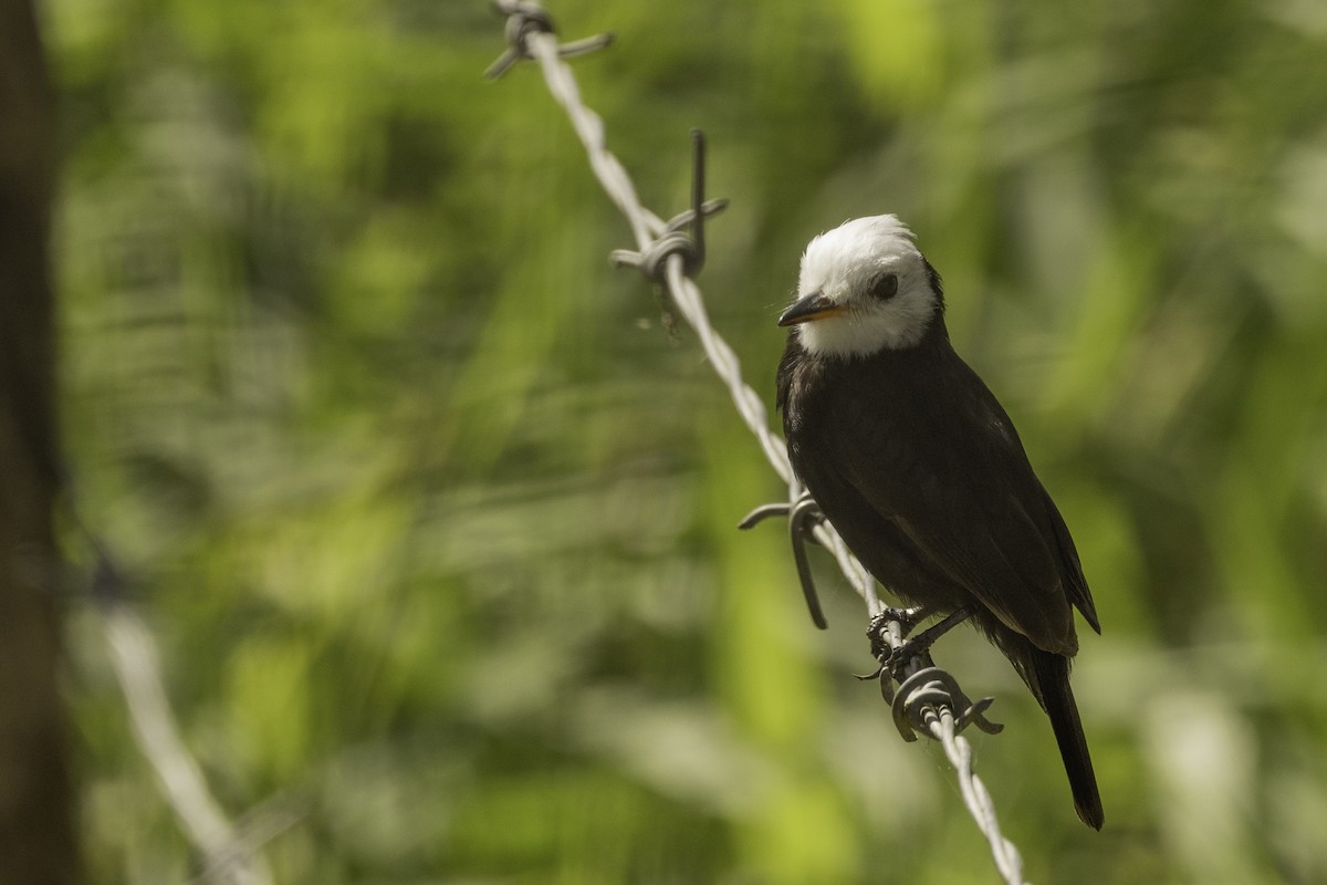 White-headed Marsh Tyrant - Jeanne Verhulst