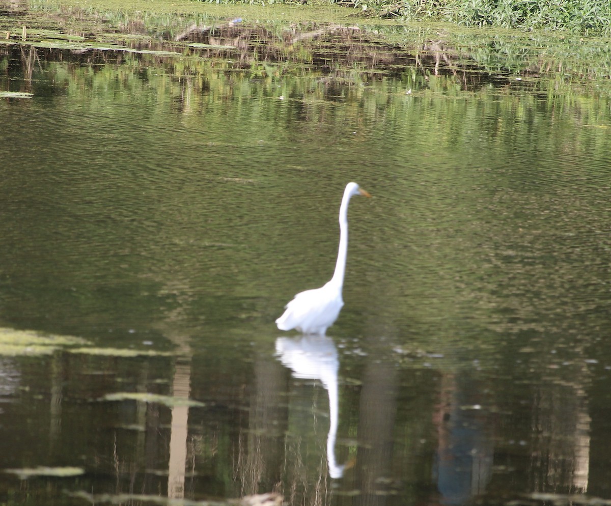 Great Egret - tim klimowski