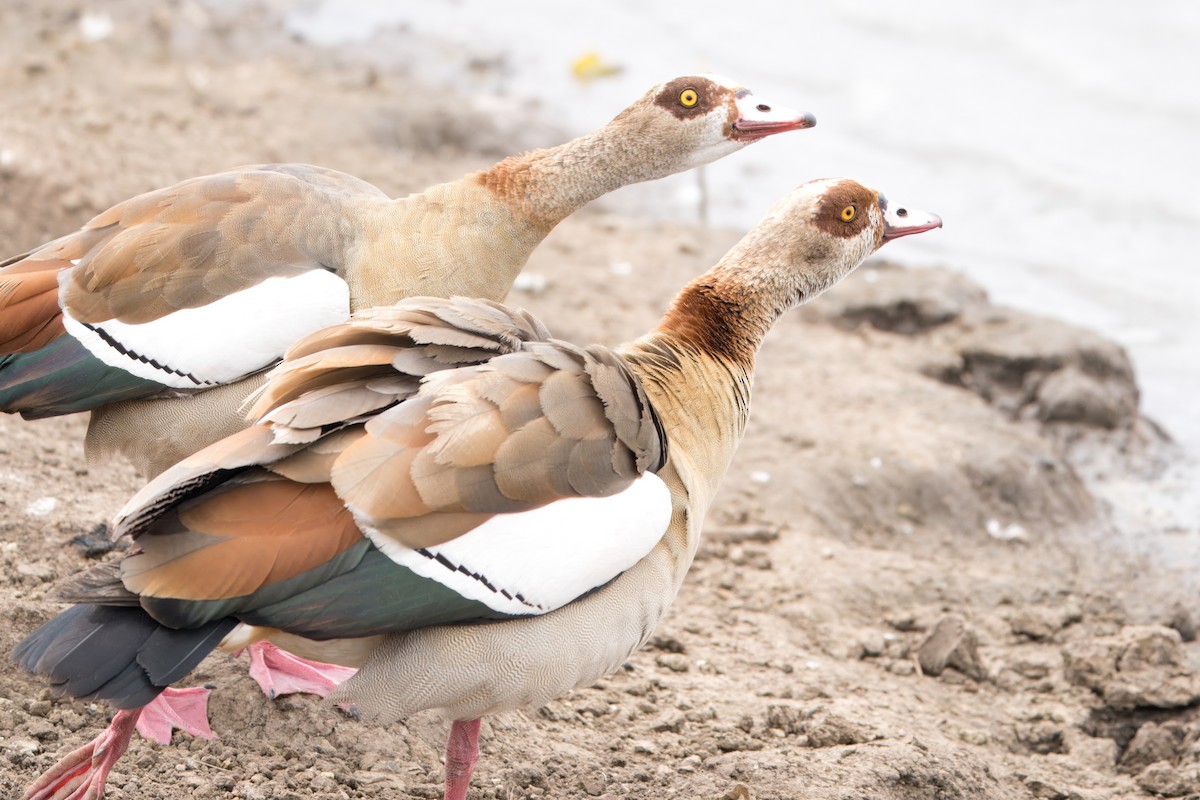 Egyptian Goose - Todd A. Watkins