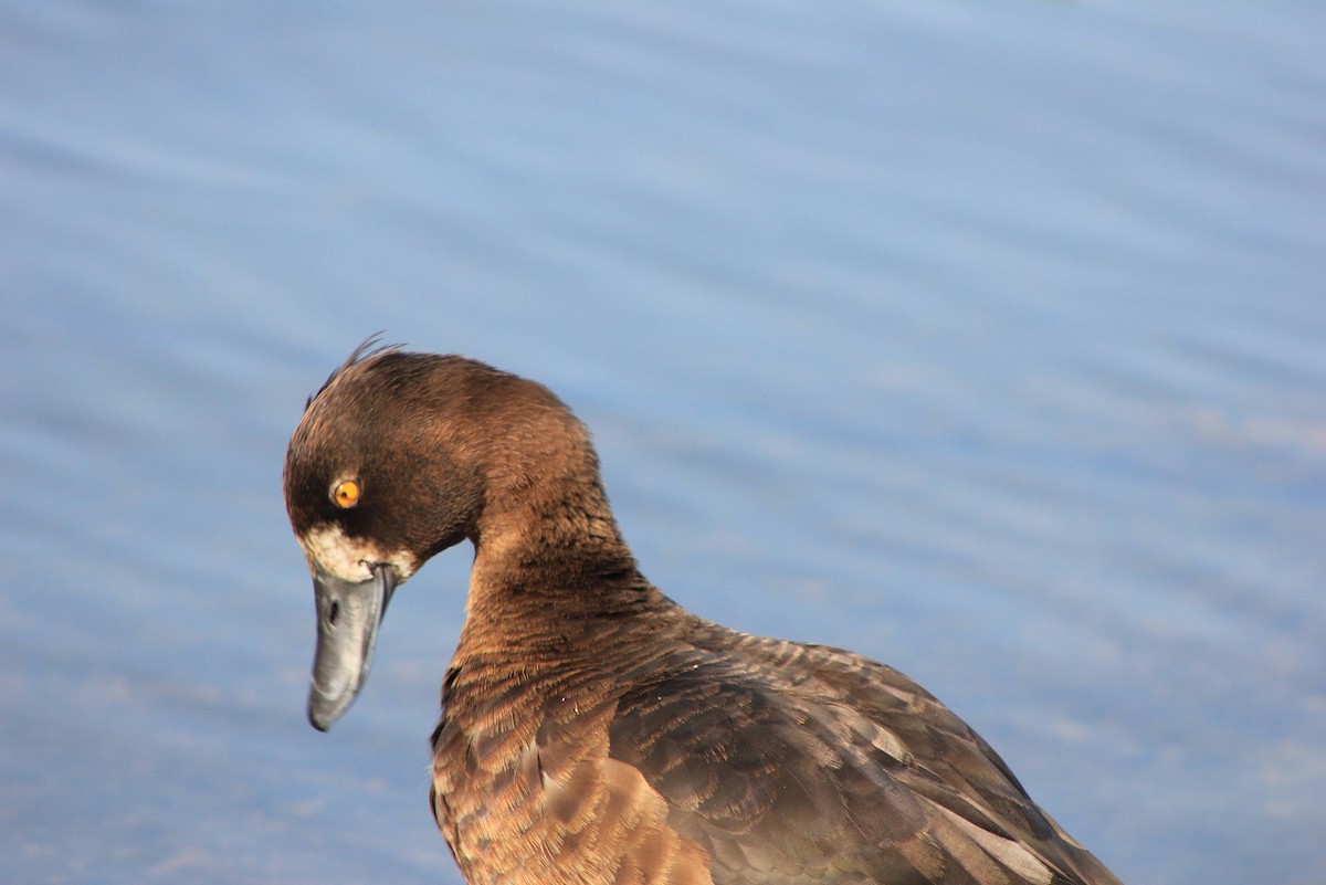 Tufted Duck - Edgar Joly