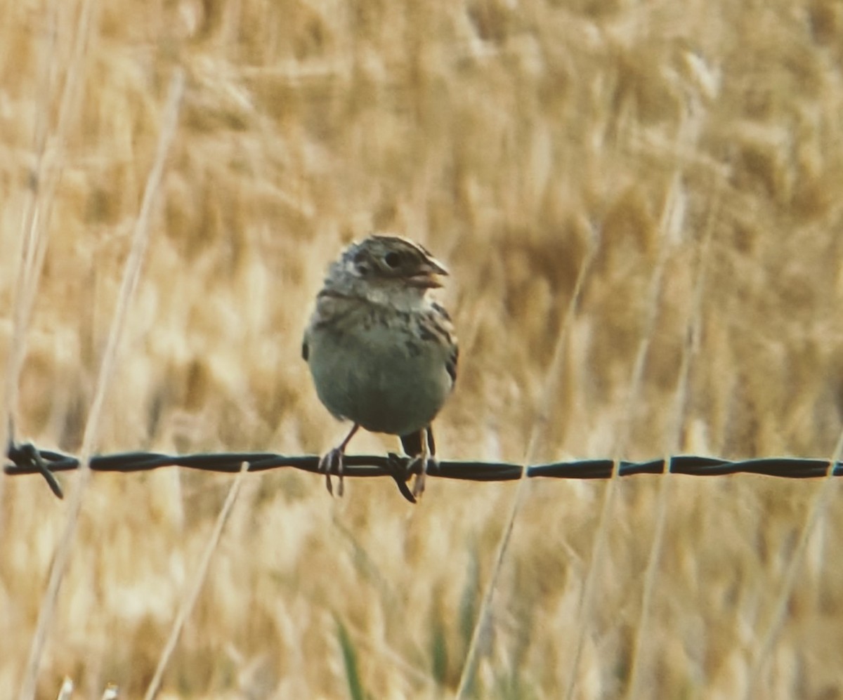 Baird's Sparrow - ML622877252