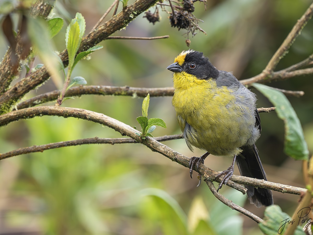 White-naped Brushfinch - Jus Pérez Martín