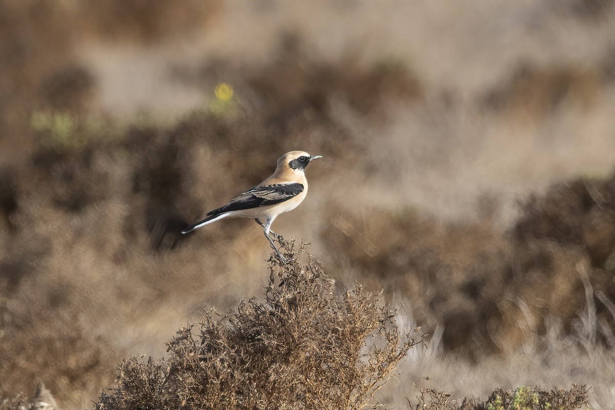 Western Black-eared Wheatear - Delfin Gonzalez