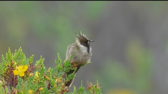 okerhjelmkolibri - ML622877330