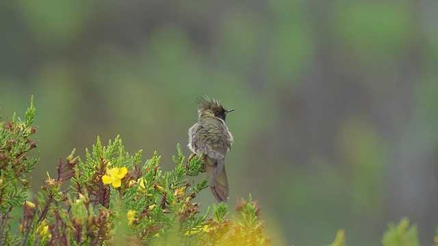 Violettbart-Helmkolibri - ML622877331