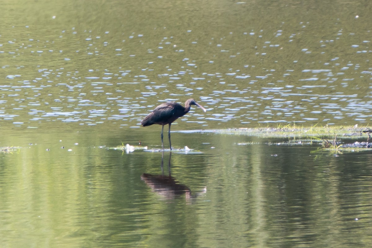 Glossy Ibis - ML622877388