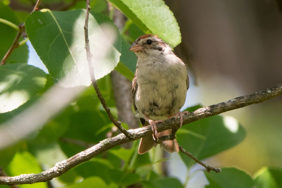 Chipping Sparrow - ML622877419