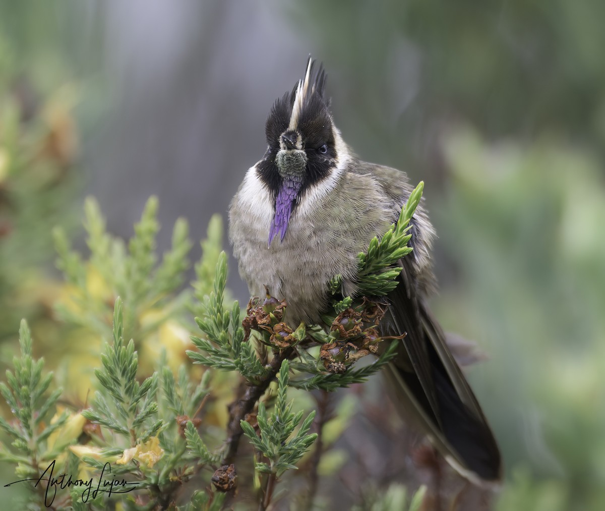 Buffy Helmetcrest - ML622877430