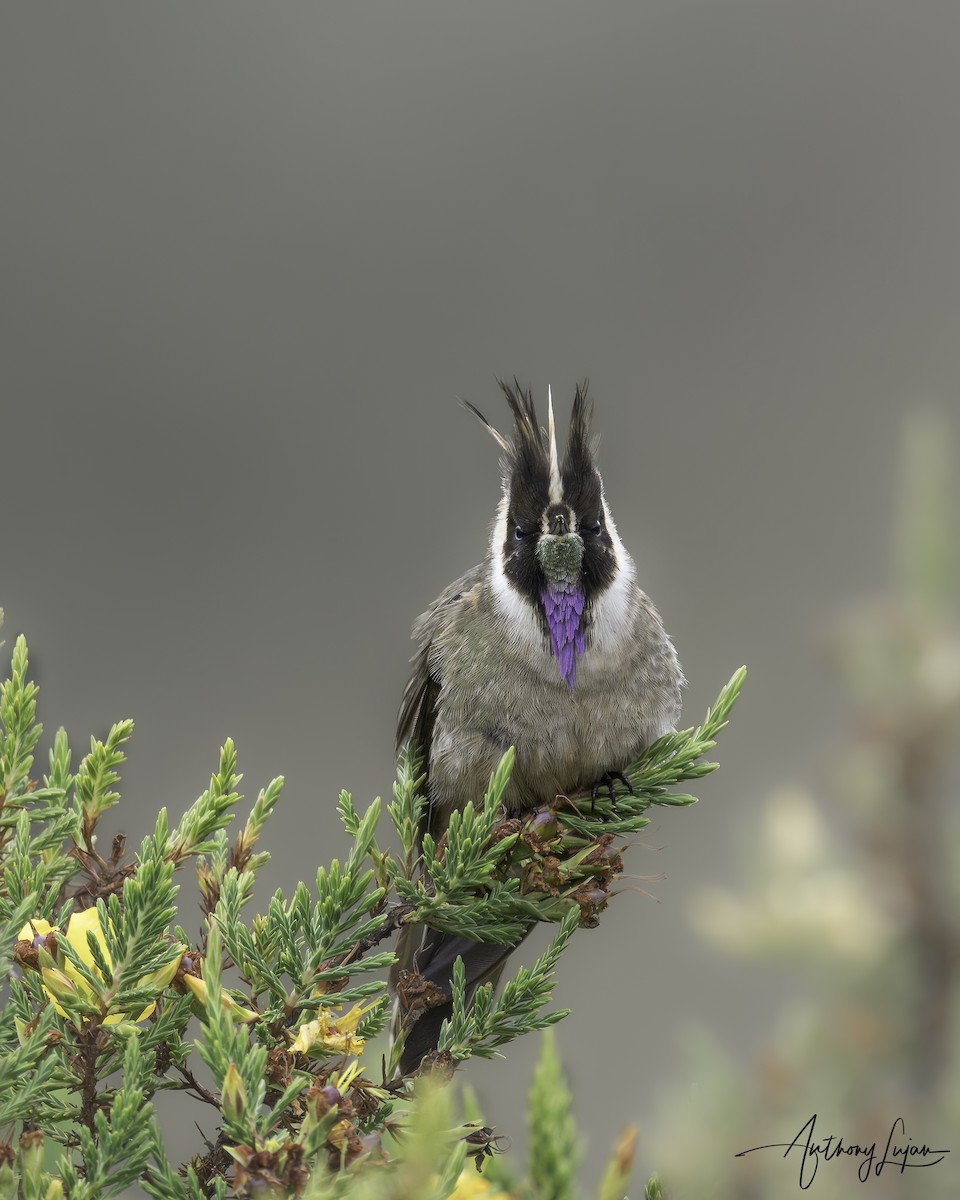 Buffy Helmetcrest - ML622877432