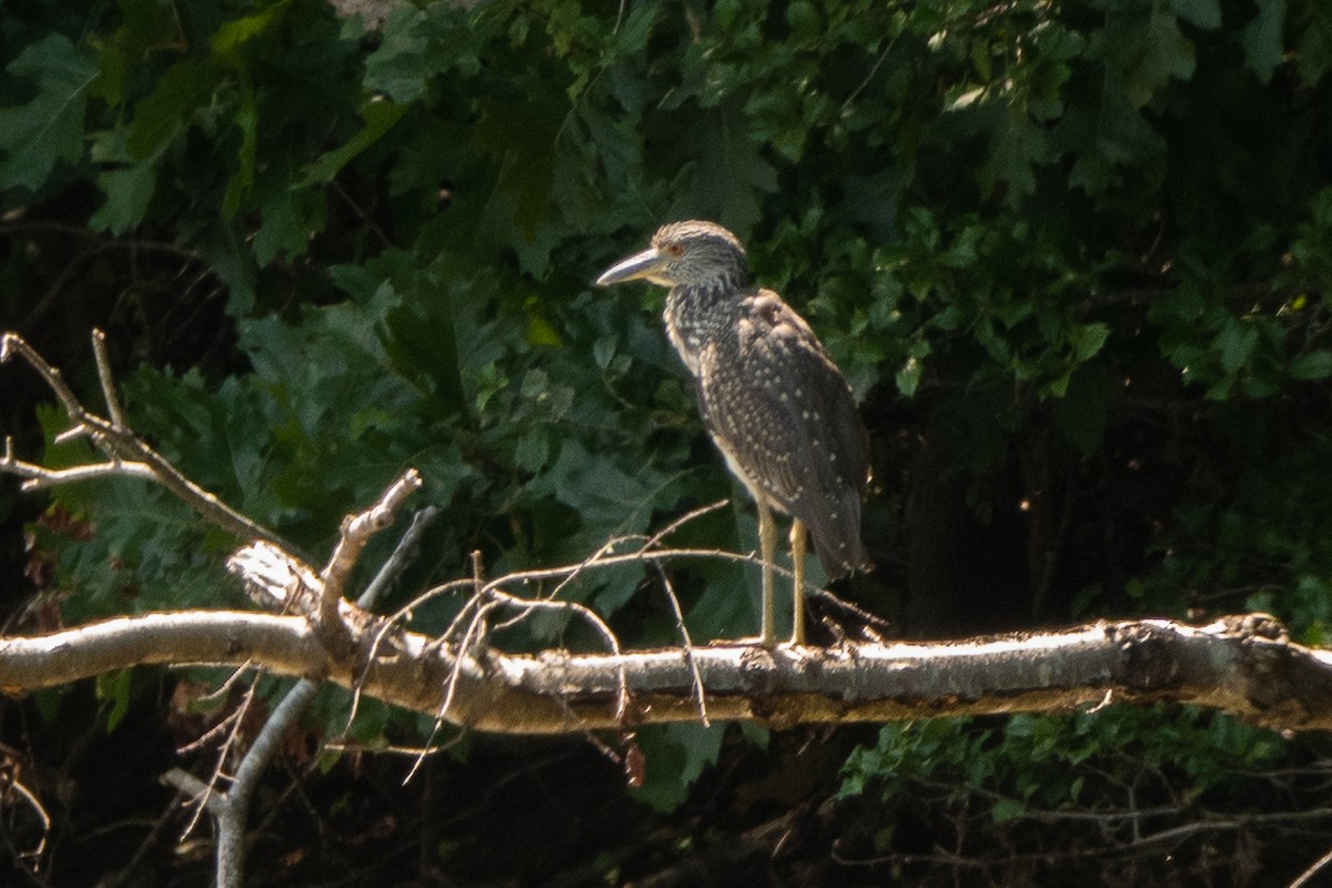 Yellow-crowned Night Heron - ML622877456