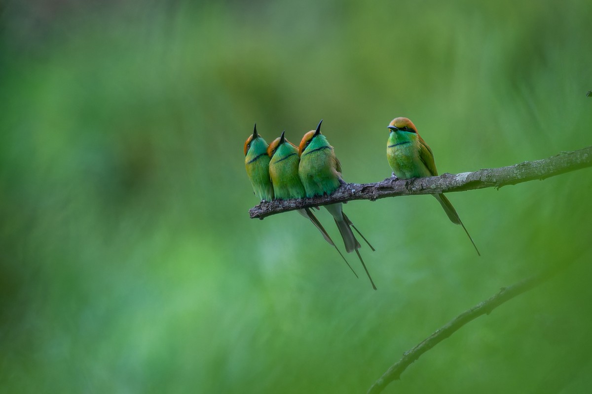 Asian Green Bee-eater - ML622877477