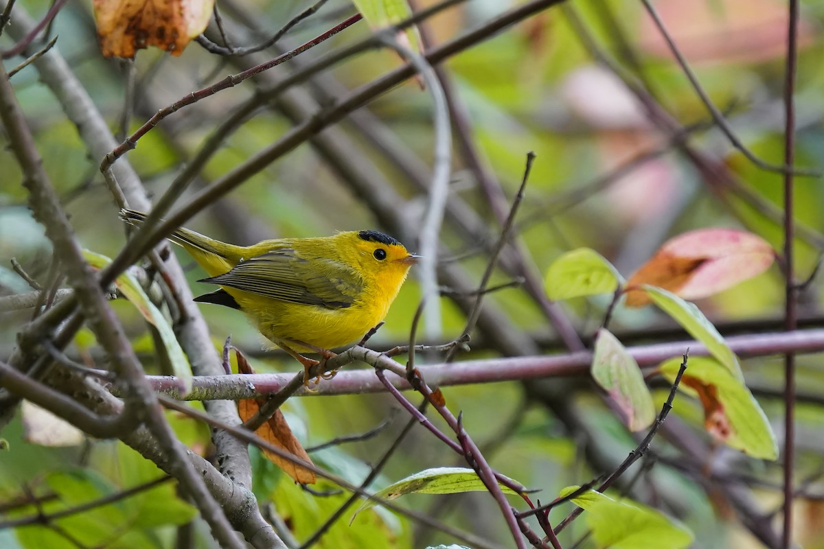 Wilson's Warbler - ML622877491