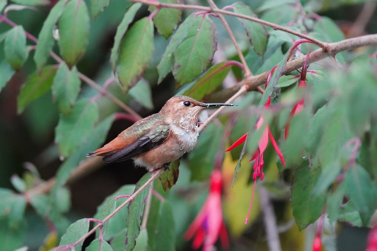 Rufous/Allen's Hummingbird - ML622877520