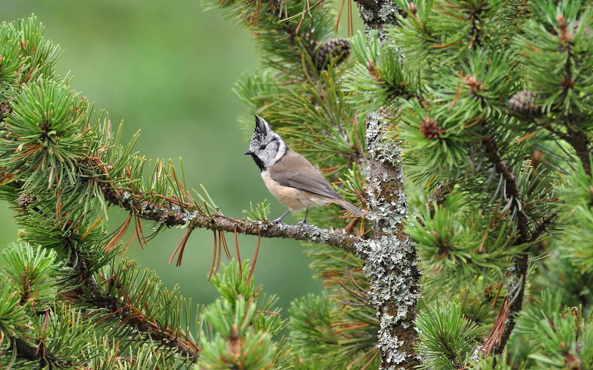 Crested Tit - Timothée Nozières