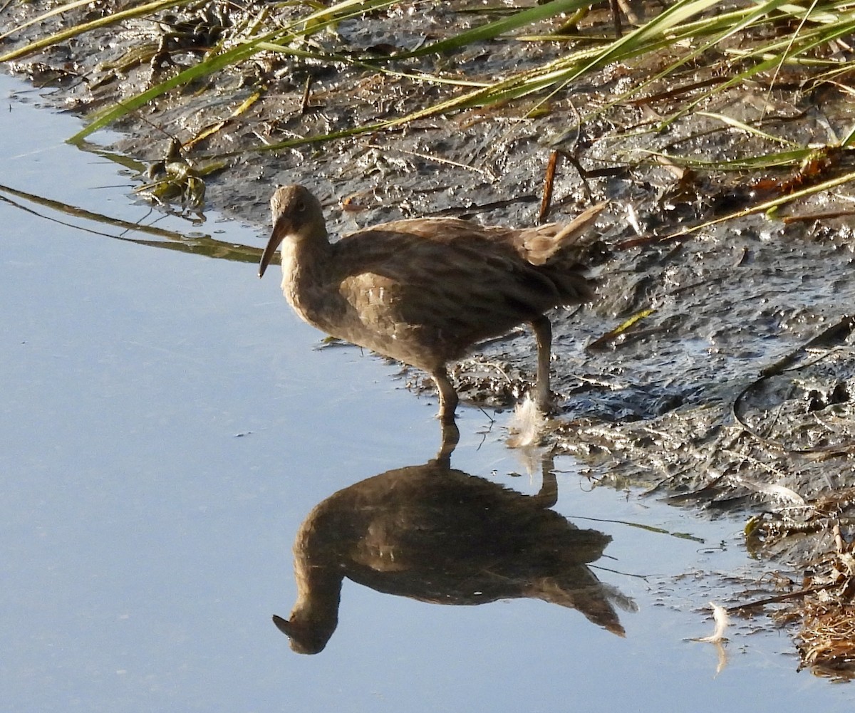 Clapper Rail - ML622877552