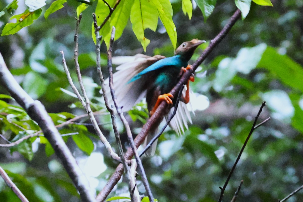 Standardwing Bird-of-Paradise - ML622877555