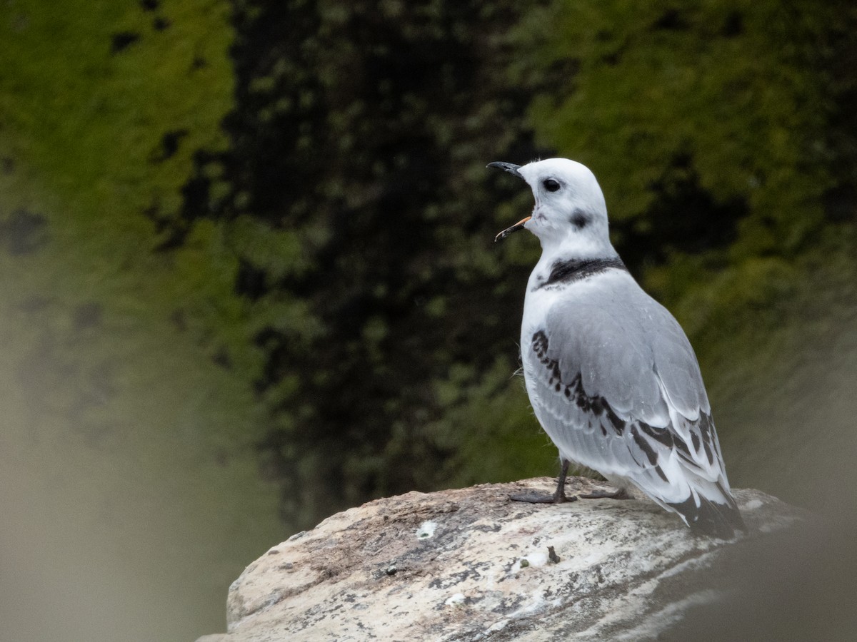 Black-legged Kittiwake - Charlotte Foote