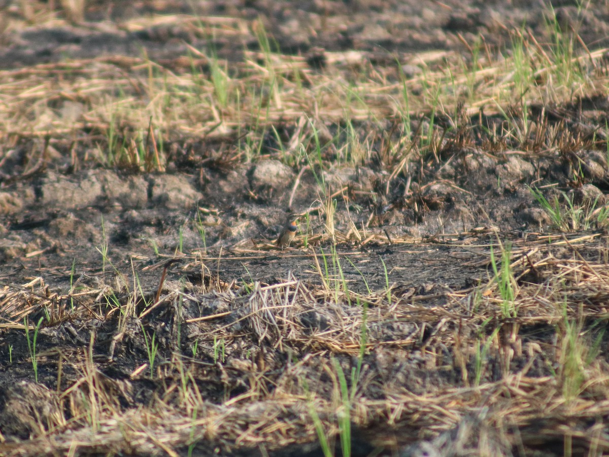 Bluethroat - ML622877629