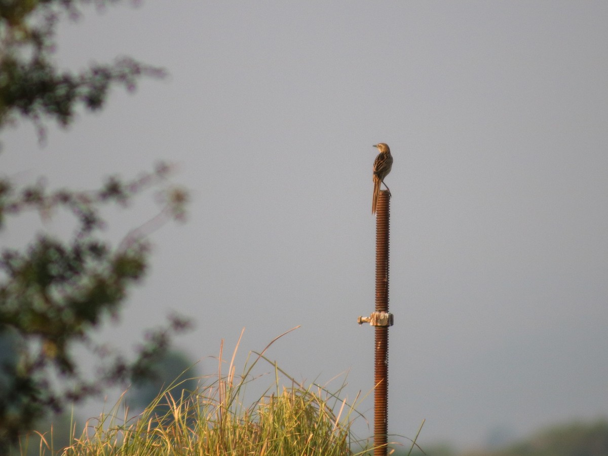 Striated Grassbird - ML622877635