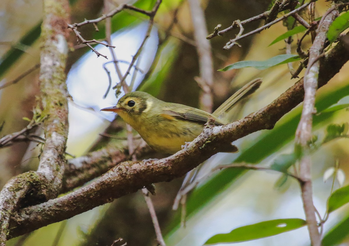 Oustalet's Tyrannulet - ML622877661