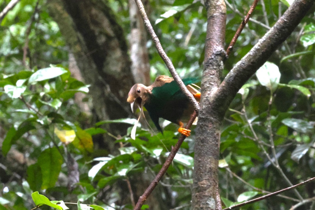 Standardwing Bird-of-Paradise - ML622877663