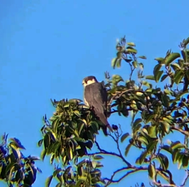 Eurasian Hobby - ML622877705