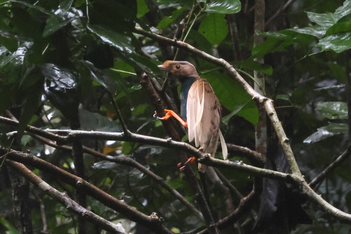 Standardwing Bird-of-Paradise - ML622877706