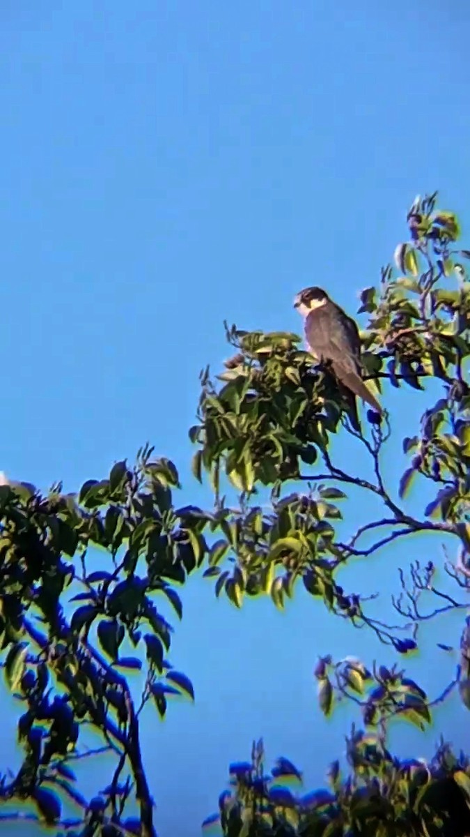 Eurasian Hobby - Laurent Pascual-Le Tallec