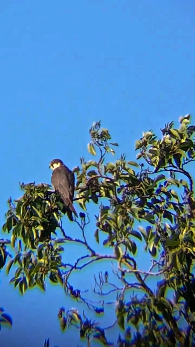 Eurasian Hobby - ML622877716