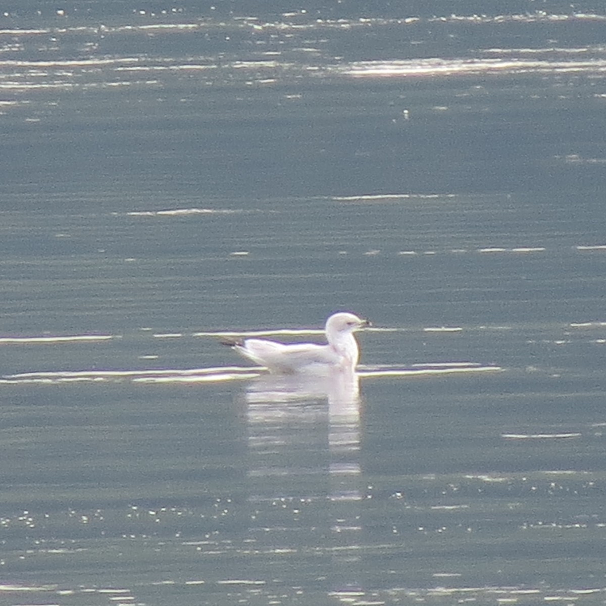 Gaviota de Delaware - ML622877723