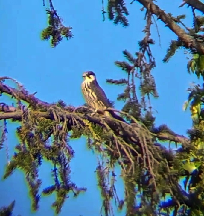 Eurasian Hobby - ML622877727