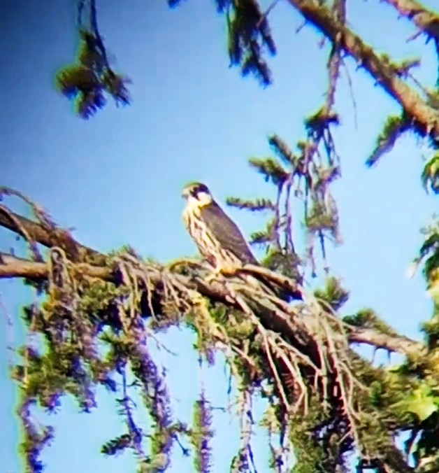 Eurasian Hobby - ML622877733